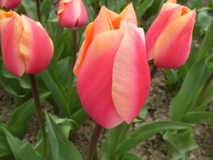 20 legjobb tulipán Darwin hibridek