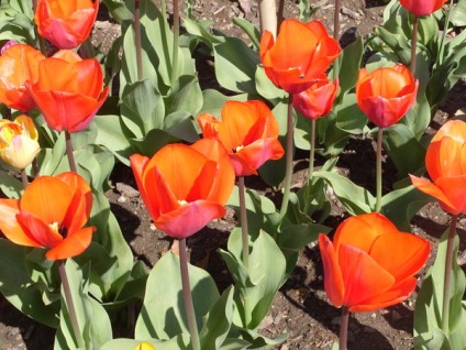 20 legjobb tulipán Darwin hibridek