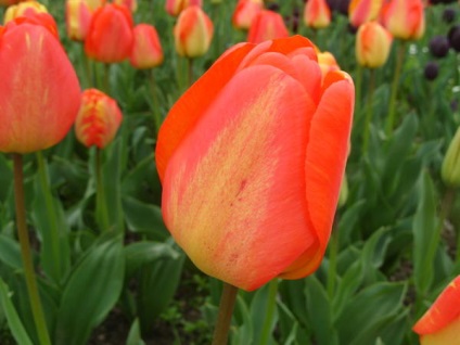 20 legjobb tulipán Darwin hibridek