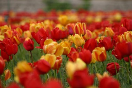 20 legjobb tulipán Darwin hibridek