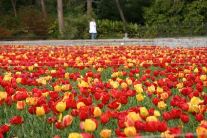 20 legjobb tulipán Darwin hibridek