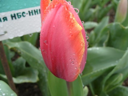 20 legjobb tulipán Darwin hibridek