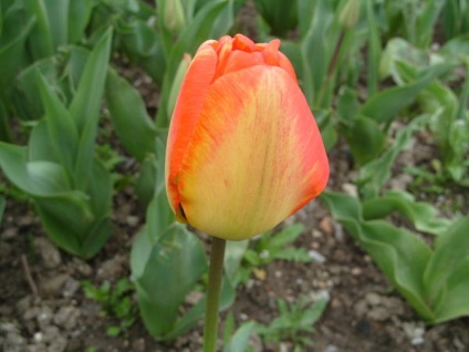 20 legjobb tulipán Darwin hibridek