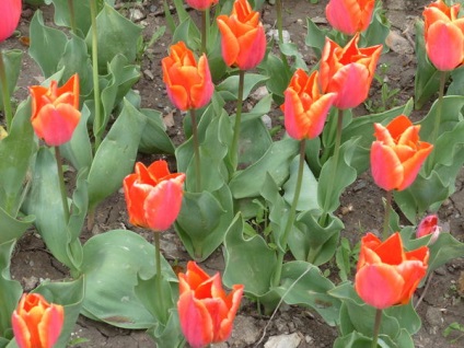 20 legjobb tulipán Darwin hibridek