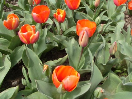 20 legjobb tulipán Darwin hibridek