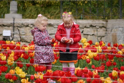 20 legjobb tulipán Darwin hibridek