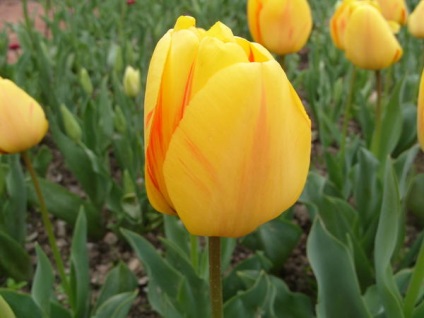 20 legjobb tulipán Darwin hibridek