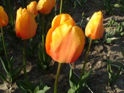 20 legjobb tulipán Darwin hibridek