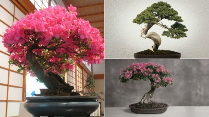 20 Idei originale pentru creșterea bonsai la domiciliu