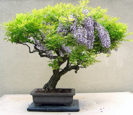 20 Idei originale pentru creșterea bonsai la domiciliu