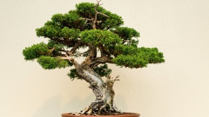 20 Idei originale pentru creșterea bonsai la domiciliu