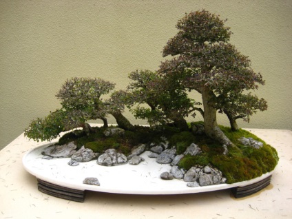 20 Idei originale pentru creșterea bonsai la domiciliu