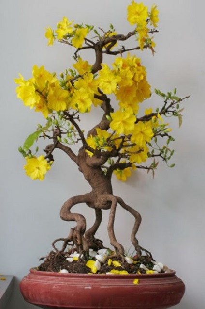 20 Idei originale pentru creșterea bonsai la domiciliu