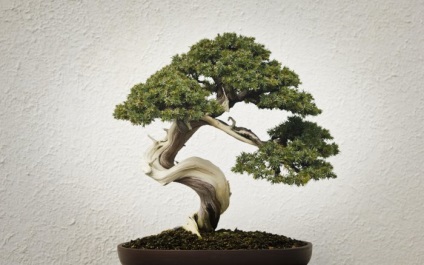 20 Idei originale pentru creșterea bonsai la domiciliu