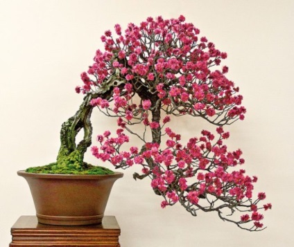 20 Idei originale pentru creșterea bonsai la domiciliu