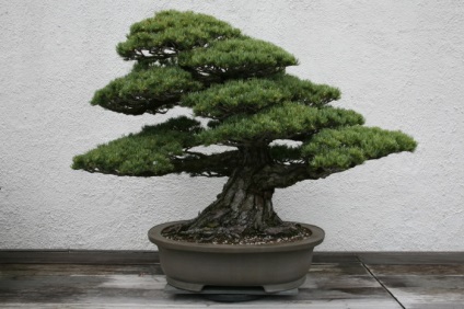 20 Idei originale pentru creșterea bonsai la domiciliu