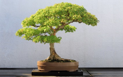 20 Idei originale pentru creșterea bonsai la domiciliu