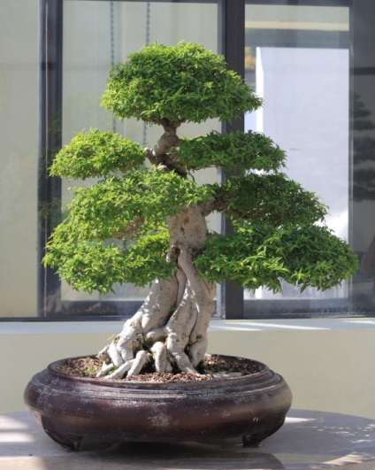 20 Idei originale pentru creșterea bonsai la domiciliu