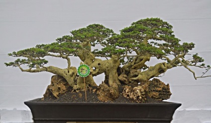 20 Idei originale pentru creșterea bonsai la domiciliu