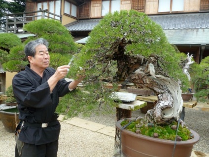 20 Idei originale pentru creșterea bonsai la domiciliu