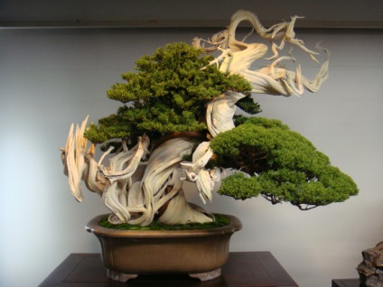 20 Idei originale pentru creșterea bonsai la domiciliu