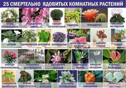 25 plante de plante otrăvitoare