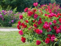 3. módszer vetés petúnia (master osztály), a virágok a kertben (tanya)