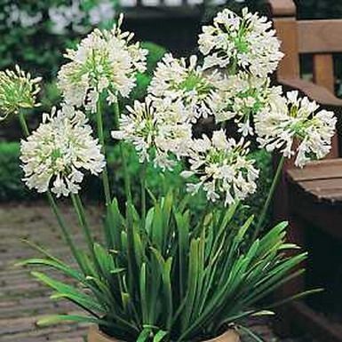 Agapanthus - descriere, reproducere, îngrijire, plantare, fotografie, aplicare în grădină, soiuri și specii