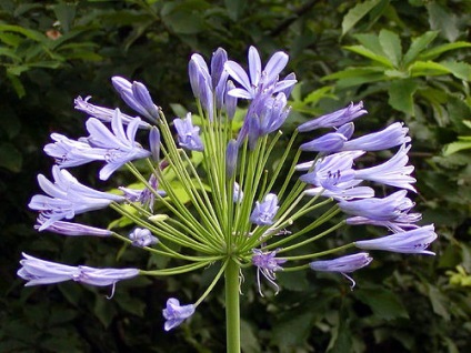 Agapanthus - leírás, reprodukció, gondoskodás, ültetés, fotó, használt a kertben, faj és fajta