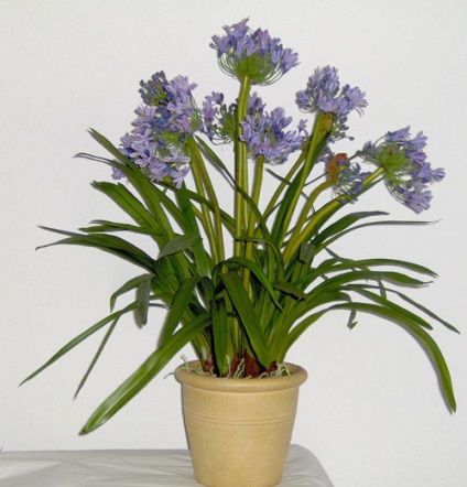 Agapanthus - descriere, reproducere, îngrijire, plantare, fotografie, aplicare în grădină, soiuri și specii