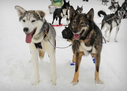 Fotografii din Husky din Alaska, descrierea rasei și caracterului