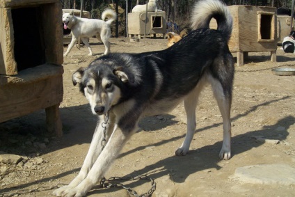 Fotografii din Husky din Alaska, descrierea rasei și caracterului