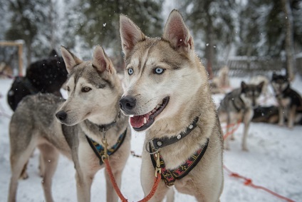 Fotografii din Husky din Alaska, descrierea rasei și caracterului