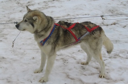 Alaszkai husky fotó, fajta leírását és karakter