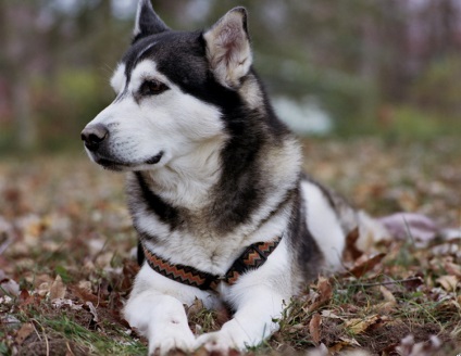 Fotografii din Husky din Alaska, descrierea rasei și caracterului