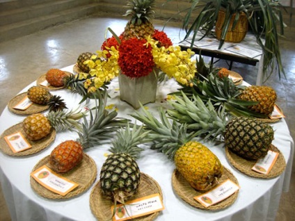 Ananas - specii, soiuri, fructe exotice, ananas decorativ, fotografie, video