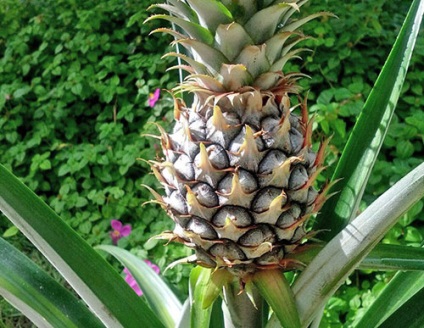 Ananas - specii, soiuri, fructe exotice, ananas decorativ, fotografie, video