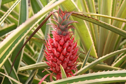 Ananas - specii, soiuri, fructe exotice, ananas decorativ, fotografie, video