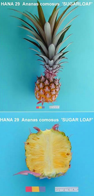 Ananas - specii, soiuri, fructe exotice, ananas decorativ, fotografie, video