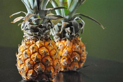 Ananas - specii, soiuri, fructe exotice, ananas decorativ, fotografie, video