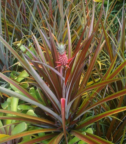 Ananas - specii, soiuri, fructe exotice, ananas decorativ, fotografie, video