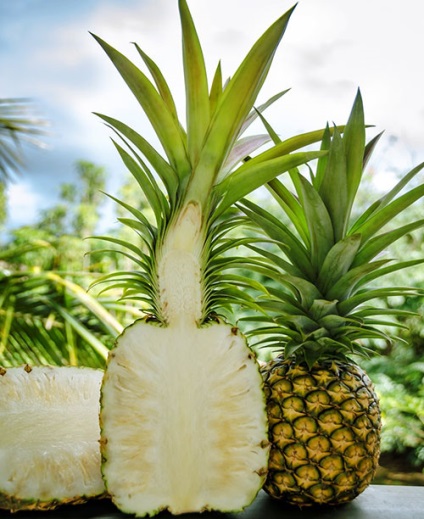 Ananas - specii, soiuri, fructe exotice, ananas decorativ, fotografie, video