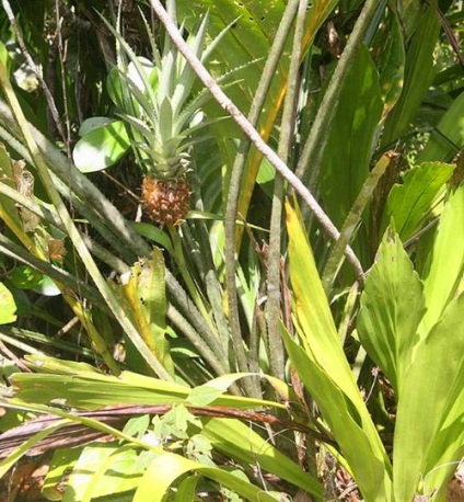 Ananas - specii, soiuri, fructe exotice, ananas decorativ, fotografie, video