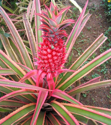 Ananas - specii, soiuri, fructe exotice, ananas decorativ, fotografie, video