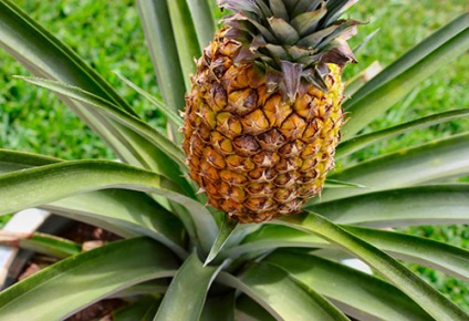 Ananas - specii, soiuri, fructe exotice, ananas decorativ, fotografie, video