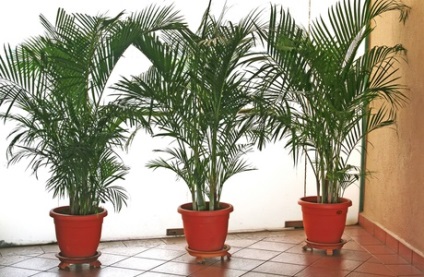 Areca (aréka), gondoskodás, típusok, fotók