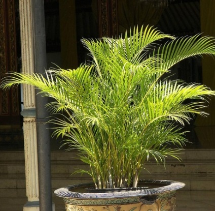 Areca (areca), îngrijire, vederi, fotografie