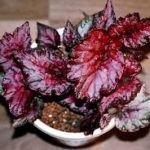 Begonia varietate de tuberculi, fotografie, îngrijire, reproducere