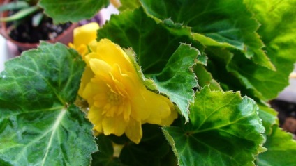 Begonia varietate de tuberculi, fotografie, îngrijire, reproducere