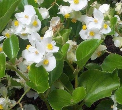 Begonia növő magok és dugványok tenyésztés, gondozás, tároló gumók